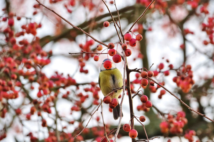 Close-up of bluetit perching on tree with red berries