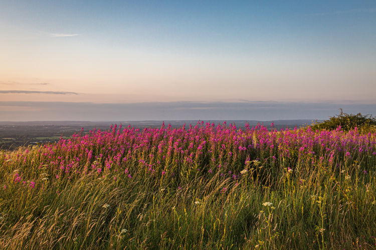 Wildflowers on ditchling beacon in sussex, with evening light