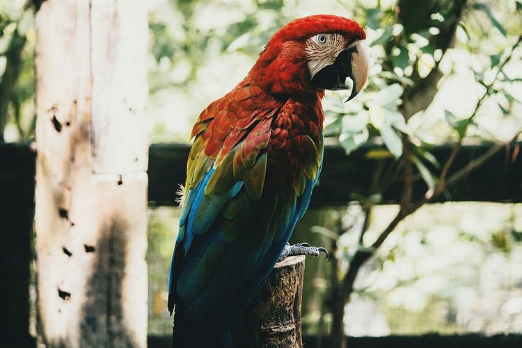 Scarlet macaw perching on wooden post
