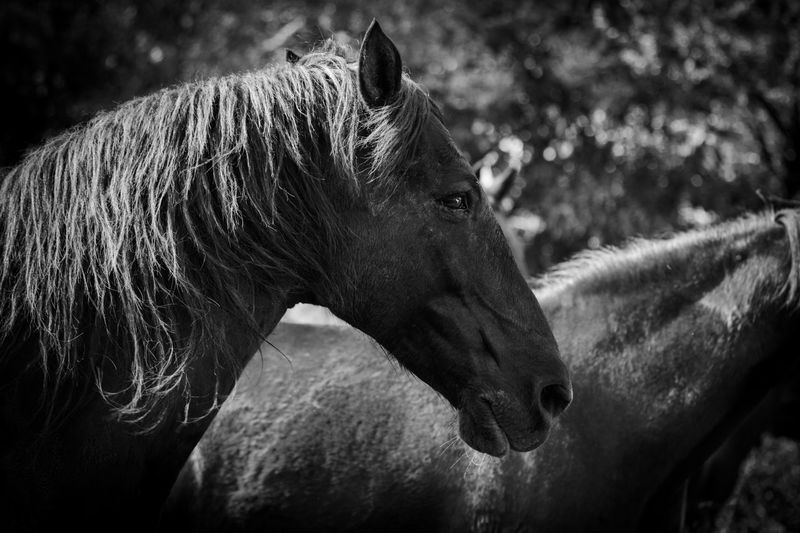Close-up of horse, black horse, photograph in black and white.