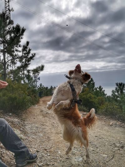 Side view of dog running on field