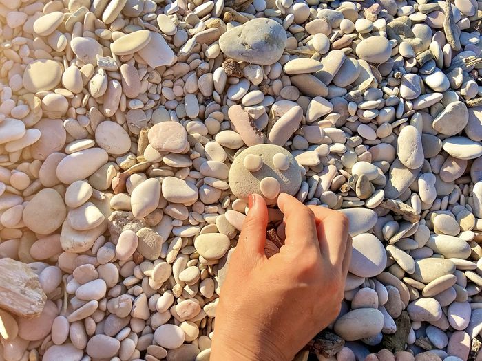 Cropped hand of person holding seashells