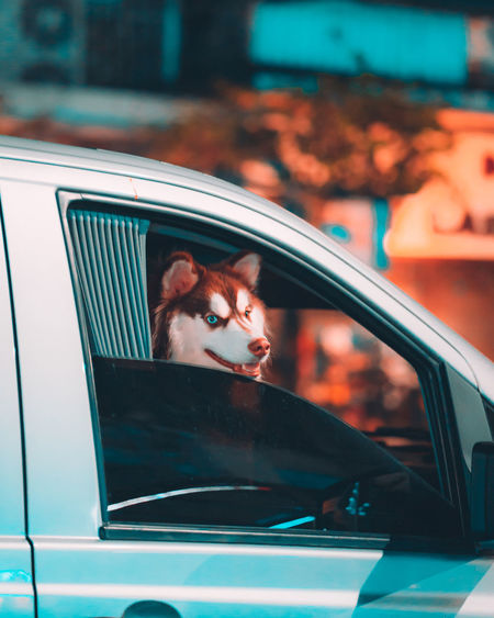 Portrait of the dog looking through window