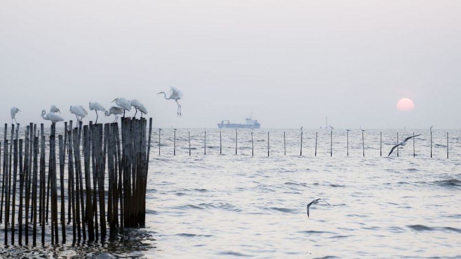 Seagull on wooden post in sea against sky during winter