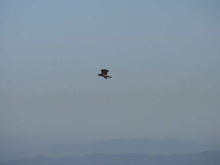 Low angle view of bird flying in sky