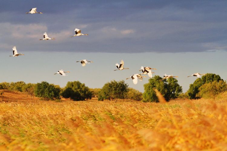 Flock of birds flying over land