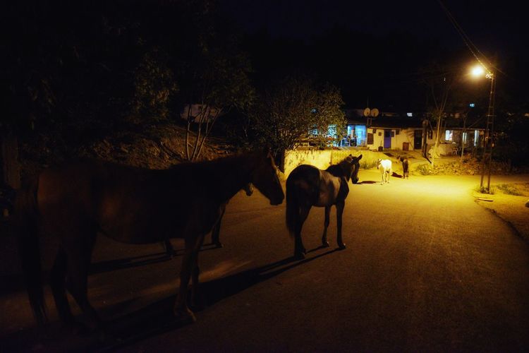 Horses on road at night