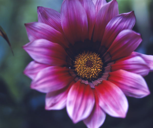 Close-up of pink flower