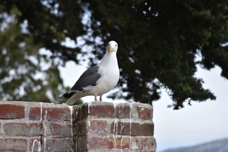 Seagull perching on brick wall