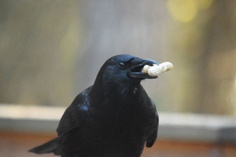 Close-up of bird eating outdoors