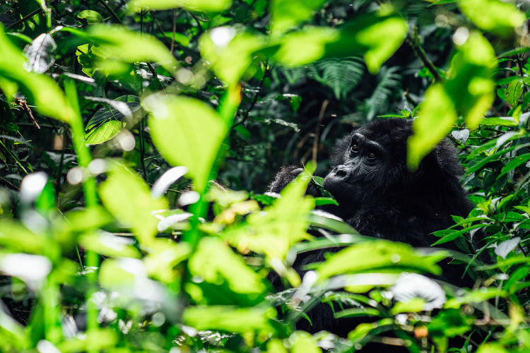 Mountain gorilla in bwindi impenetrable forest national park, uganda.