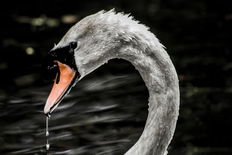 Close-up of a swan in water