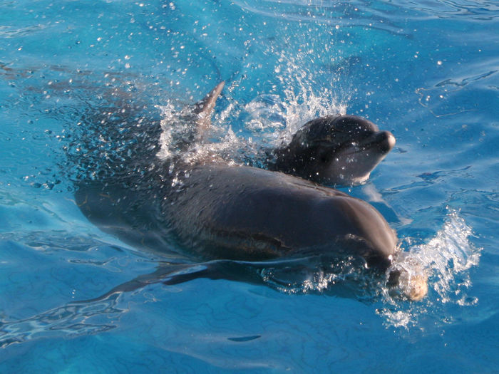 Close-up photo of the first days of life of a dolphin with its mother