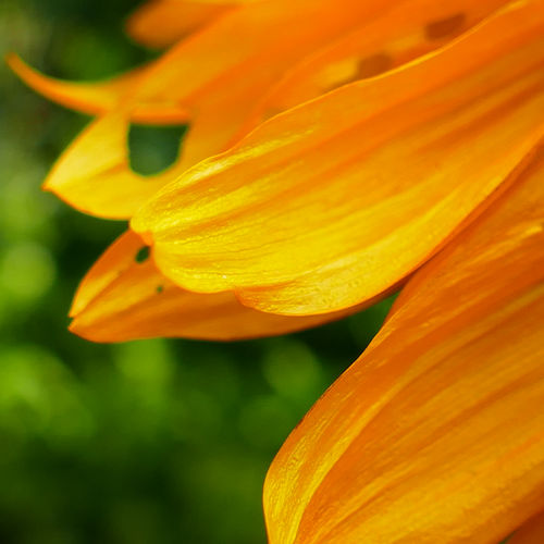 Close-up of orange flower head