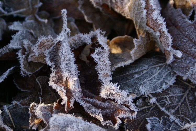 Full frame shot of frosted leaves