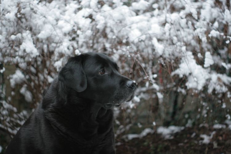 Dog looking away in snow