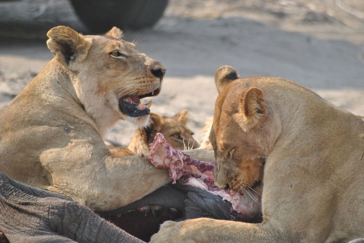 View of lions eating
