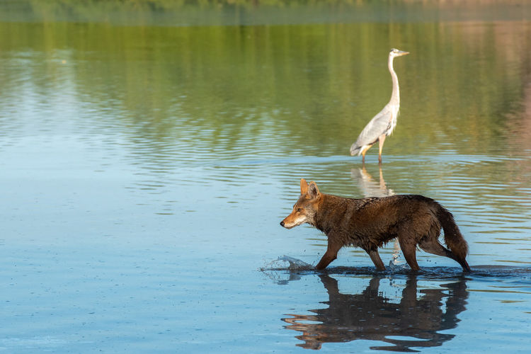 Side view of two birds in lake