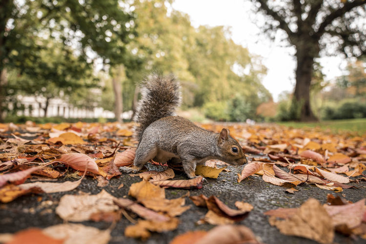 Little squirrel searching for food amongst autumn leaves on ground
