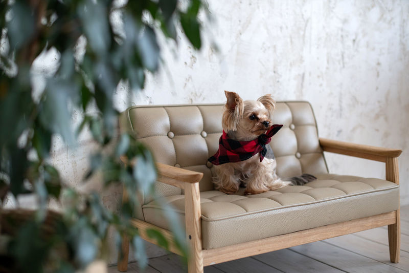 Cute yorkshire terrier. pocket dog. grooming for puppies. clothes for pets. little york on the couch