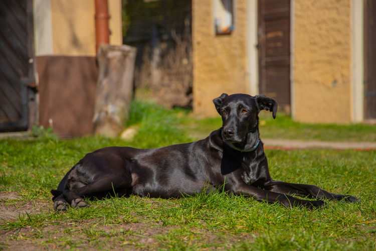 Portrait of black dog relaxing on field