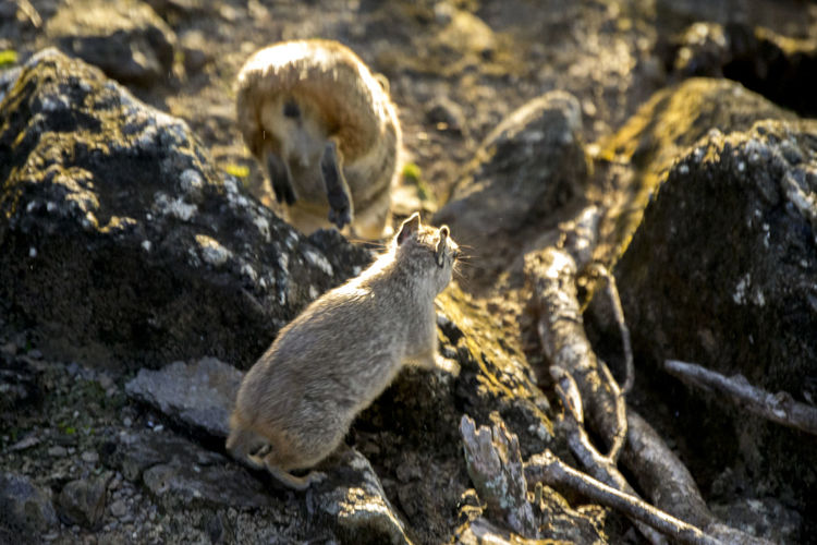 High angle view of sheep on rock