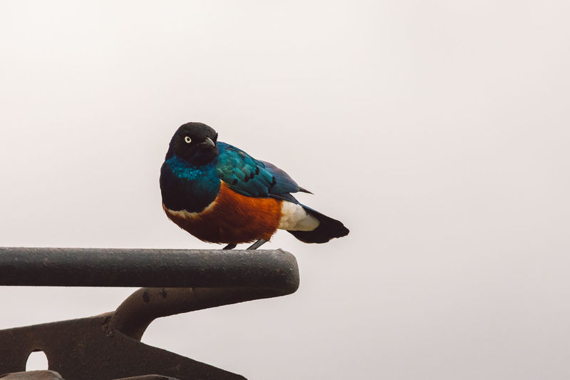 Close-up of bird perching against clear sky