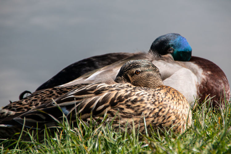 Close-up of make and female mallard ducks