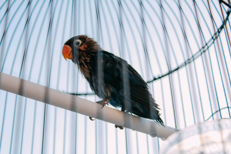 Low angle view of bird perching in cage