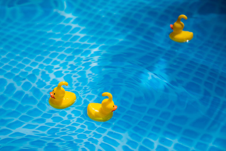 High angle view of yellow rubber duck in swimming pool