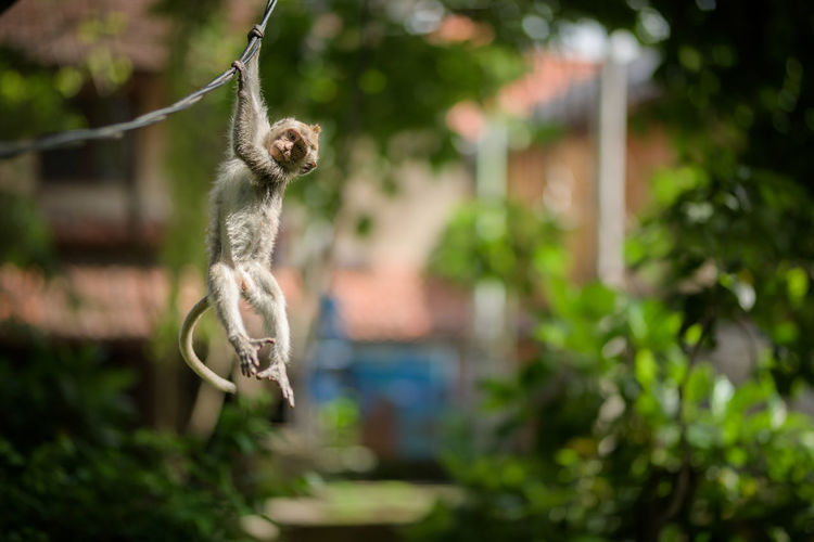 Monkey hanging on plant in yard