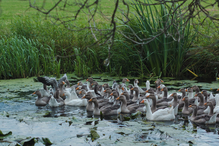 Flock of ducks in lake