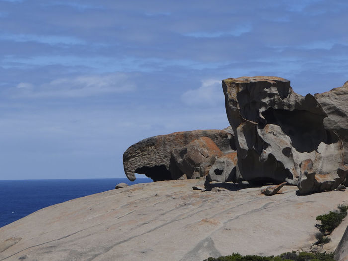 View of animal on rock by sea against sky