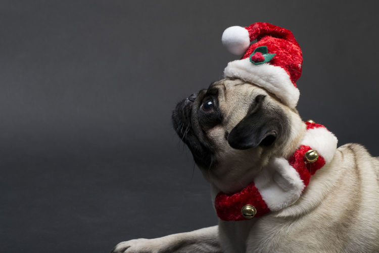 Close-up of dog against christmas lights