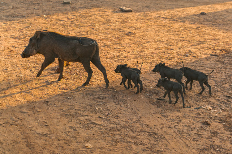 Boars walking in a field