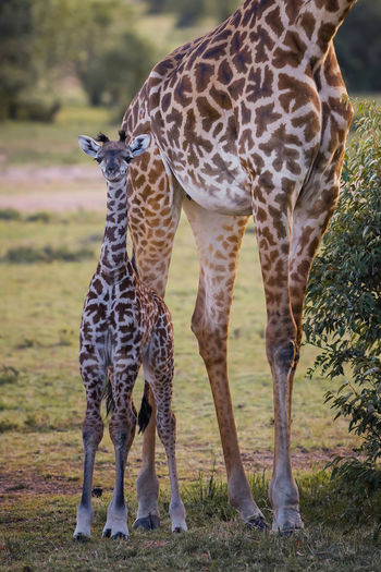 Giraffe family standing on field