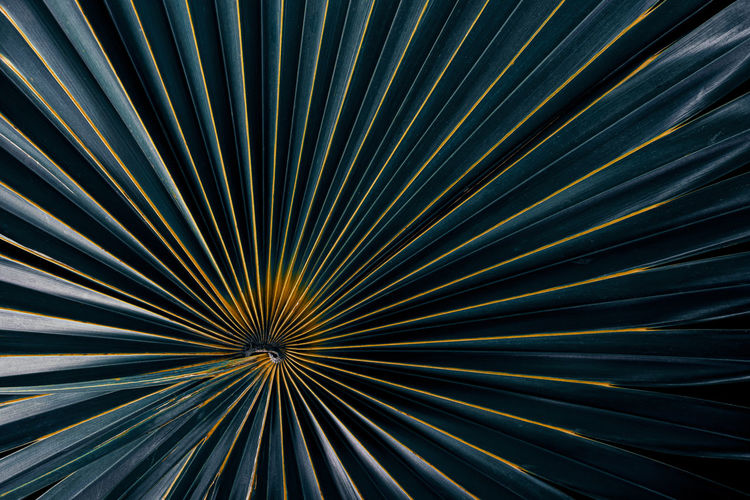 Tropical palm leaf background