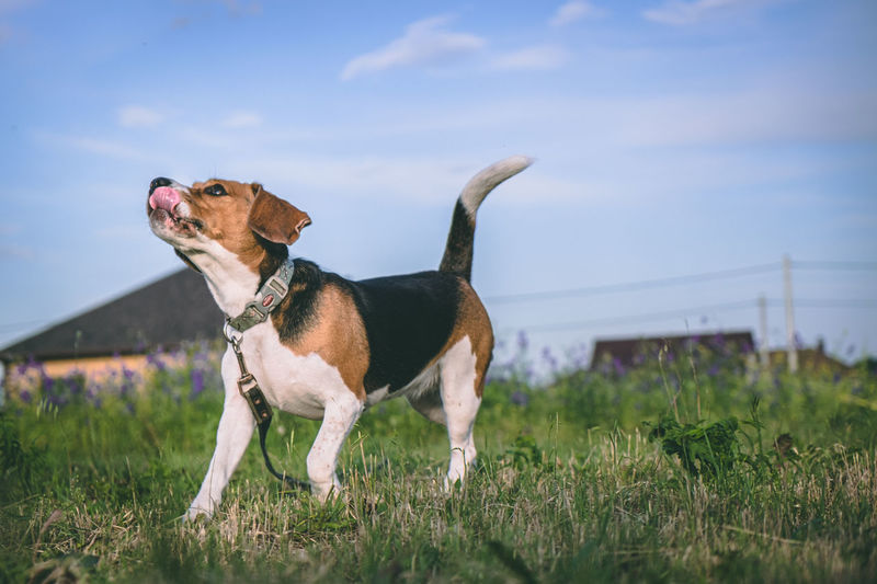 A beagle dog with big ears runs funny on the grass and licks its lips. the dog enjoys life. person