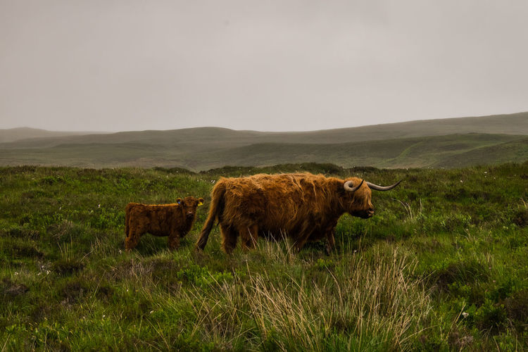 Highland cattle standing on land