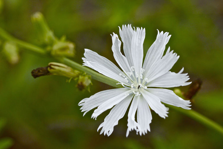 Close-up of chicory blooming outdoors