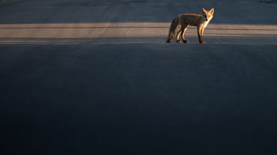 Fox standing on road