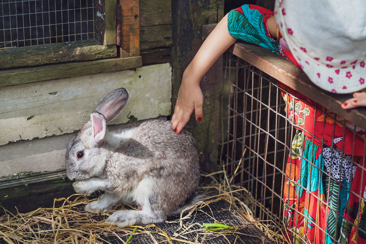 Petting a cute grey bunny in a wooden cage by a little girl.