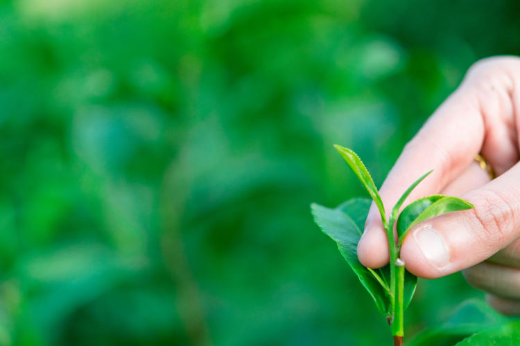 Close-up of hand holding small plant