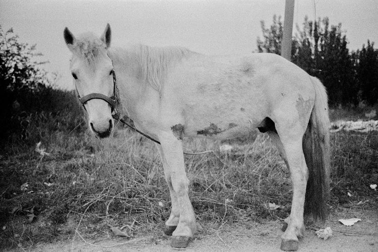View of an animal on field