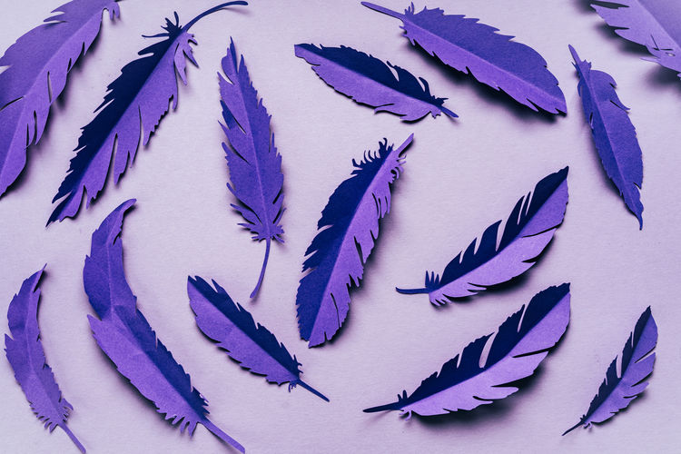 high angle view of leaves on white background