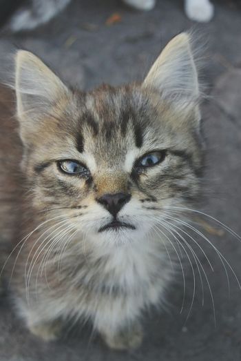 Close-up portrait of cat