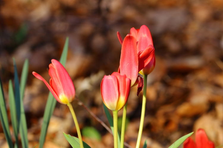 Close of red blooming tulip flowers