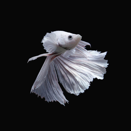 Close-up of a bird flying over black background