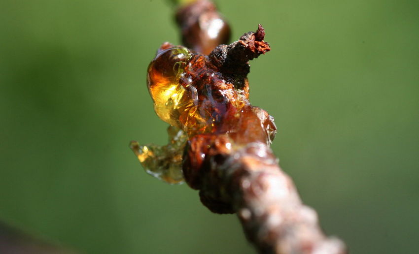 Close-up of resin on branch