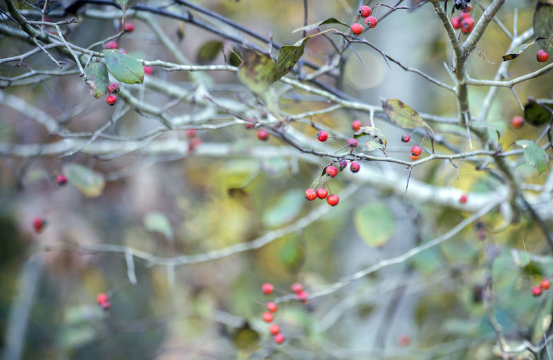 Small red berries growing on a bush in nature
